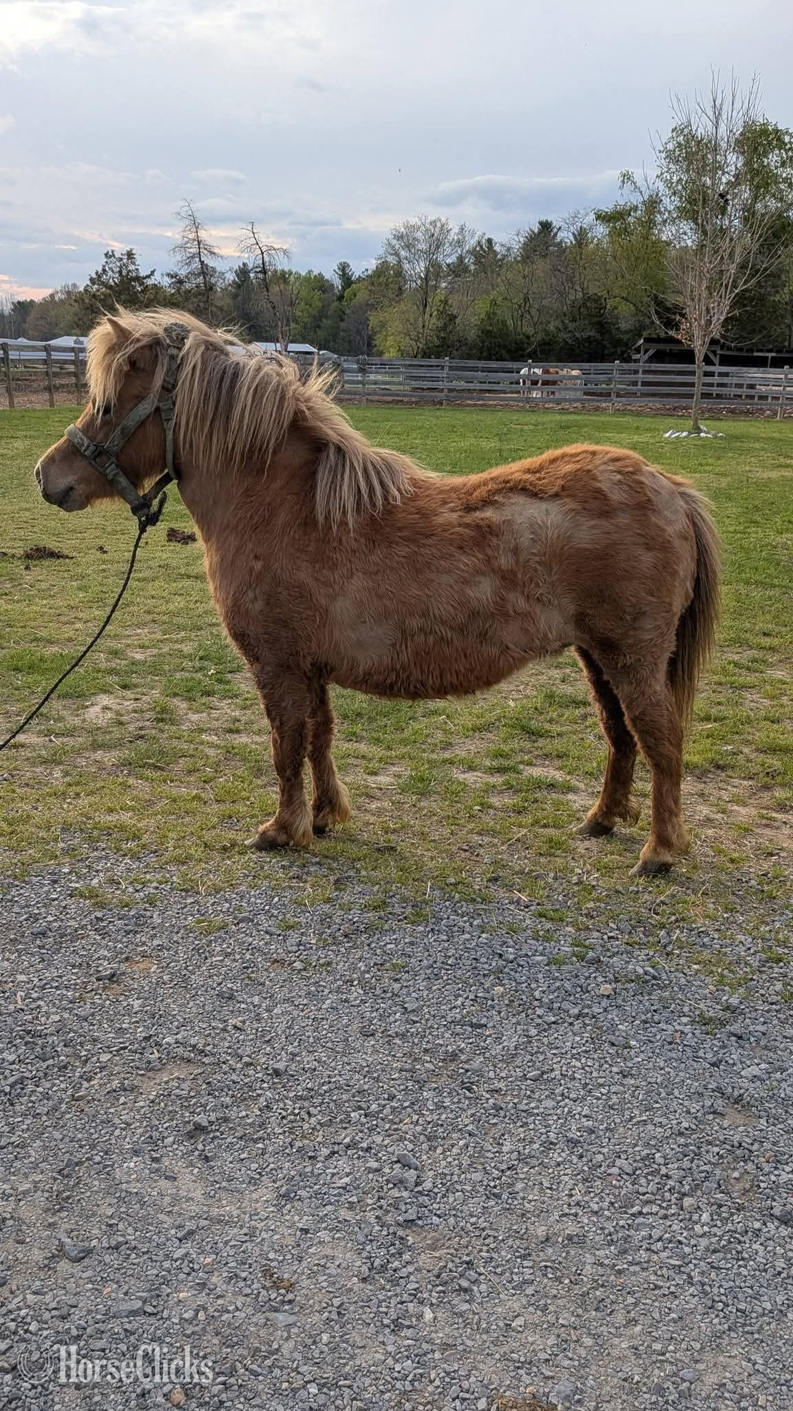"Tater"  Mare Pony Texas