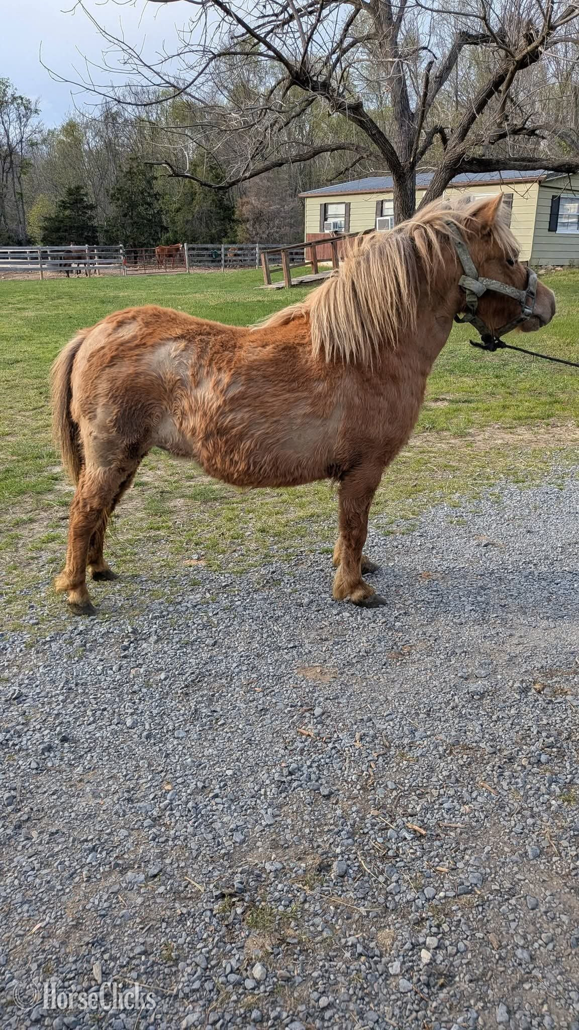 Pony - "Tater"  Mare Pony in Texas