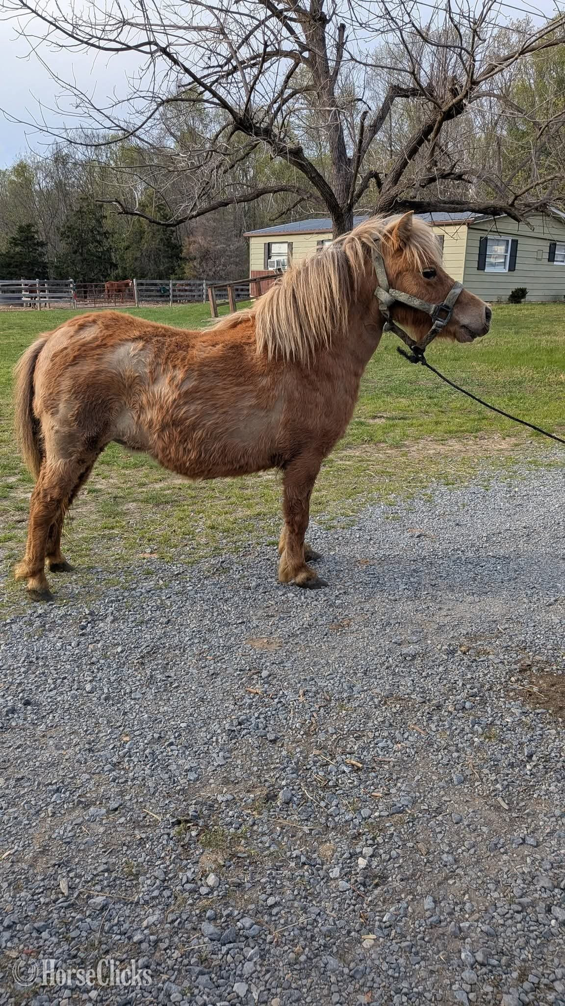 Pony - "Tater"  Mare Pony