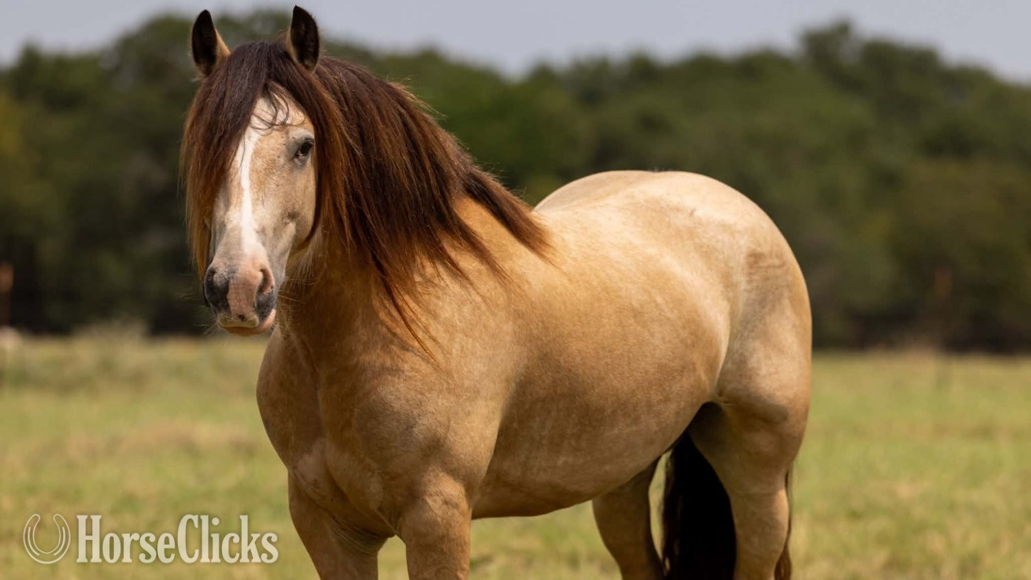 "OPIE" Buckskin Gelding Gypsy Vanner