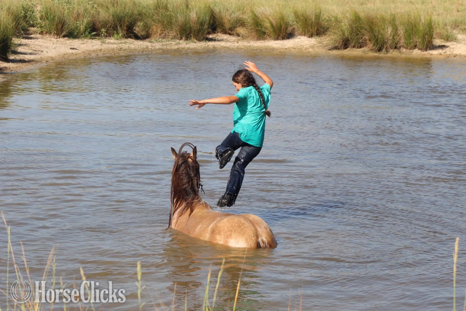 Texas "OPIE" Buckskin Gelding Gypsy Vanner