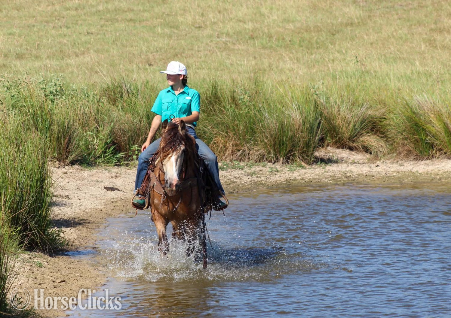"OPIE" Buckskin Gelding Gypsy Vanner - Gypsy Vanner