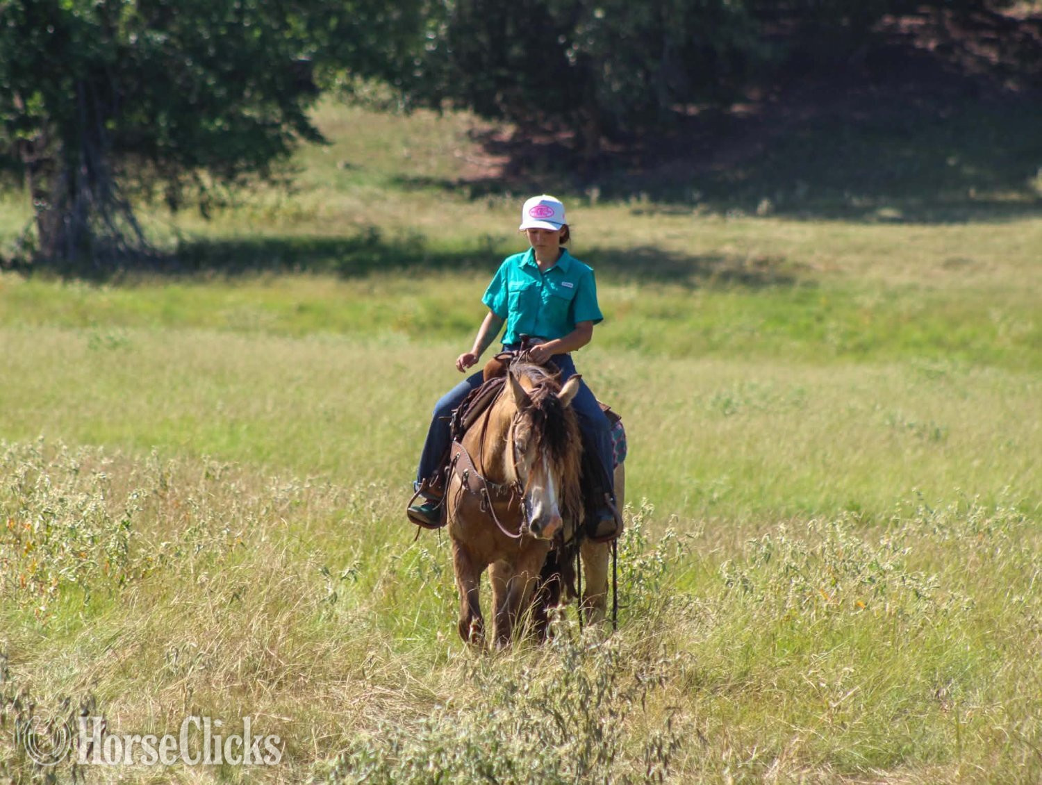 "OPIE" Buckskin Gelding Gypsy Vanner Texas