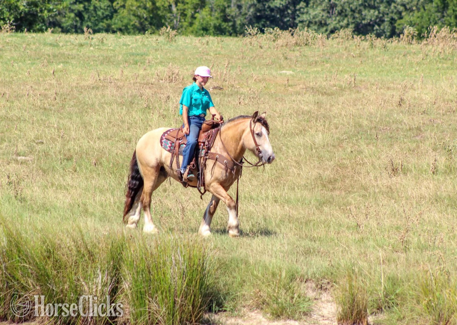Gypsy Vanner - "OPIE" Buckskin Gelding Gypsy Vanner