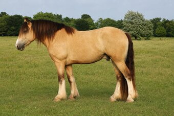 "OPIE" Buckskin Gelding Gypsy Vanner