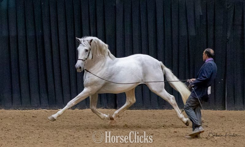 Grey 16.1hh Andalusian Stallion in Texas