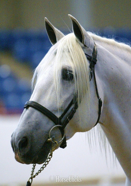 Grey 16.1hh Andalusian Stallion