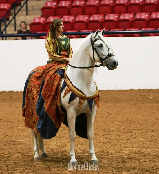 Texas Grey 16.1hh Andalusian Stallion
