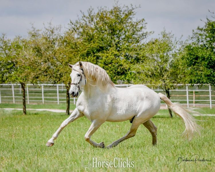 Grey 16.1hh Andalusian Stallion - Andalusian in Texas