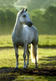 Grey 16.1hh Andalusian Stallion - Andalusian