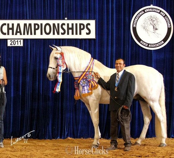 Grey 16.1hh Andalusian Stallion Texas