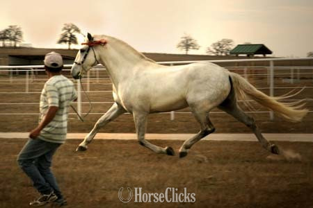 Andalusian - Grey 16.1hh Andalusian Stallion in Texas