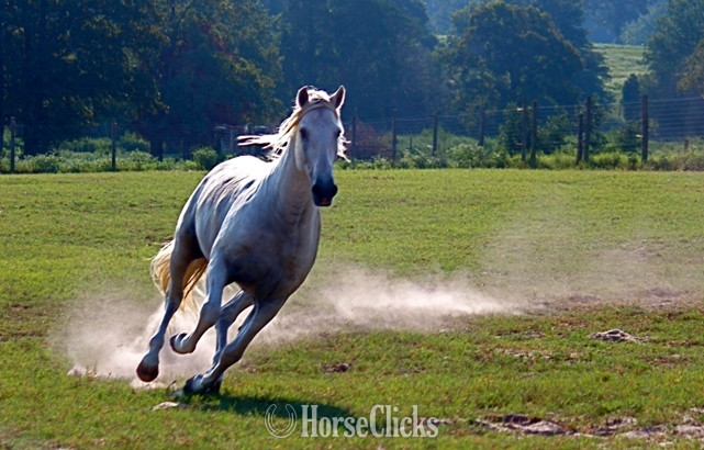 Andalusian - Grey 16.1hh Andalusian Stallion
