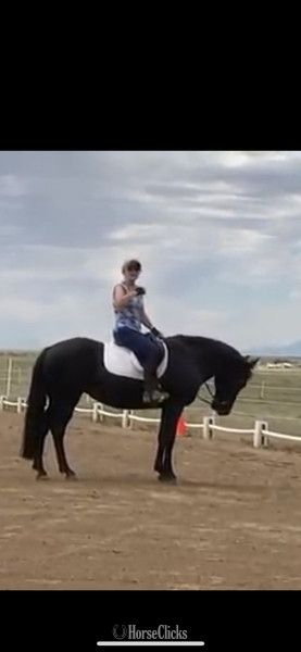 "Dutchess" Black Mare Tennessee Walker in Colorado