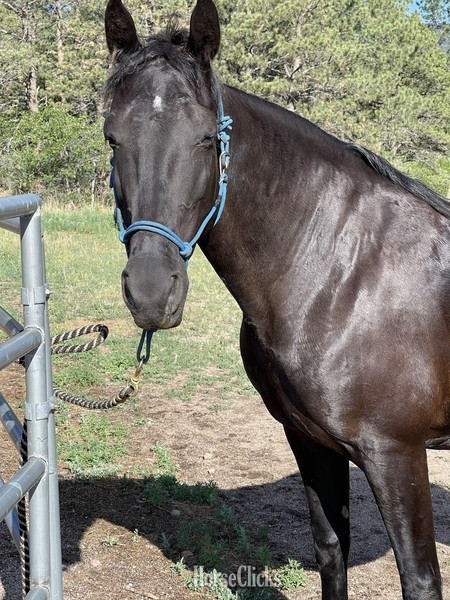 "Dutchess" Black Mare Tennessee Walker