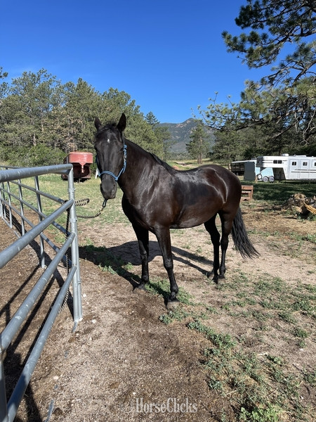 Colorado "Dutchess" Black Mare Tennessee Walker