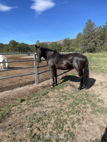 "Dutchess" Black Mare Tennessee Walker - Tennessee Walker in Colorado