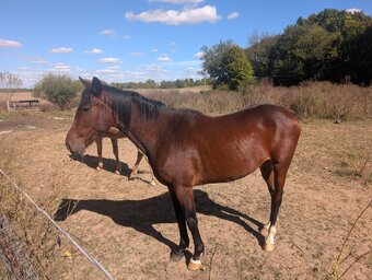 "Sully" Bay Gelding Quarter Horse