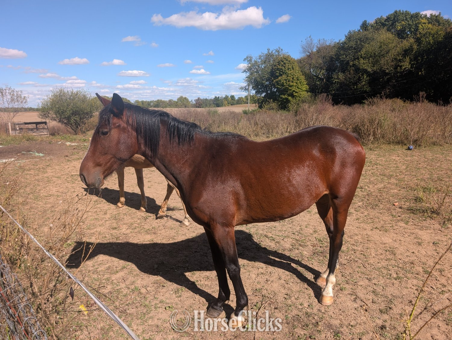 "Sully" Bay Gelding Quarter Horse in Ohio