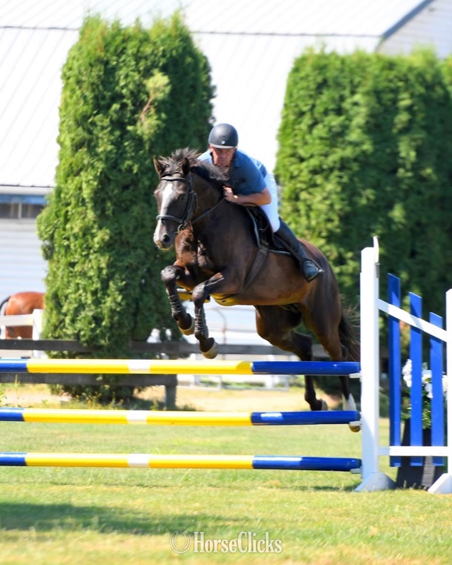 "Gratitude " Black Gelding Warmblood in British Columbia