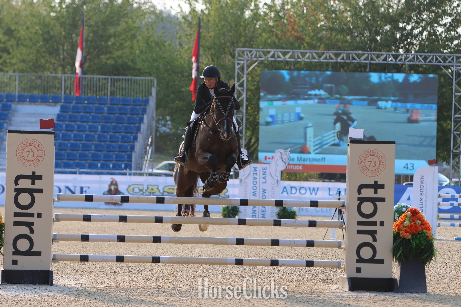 "Gratitude " Black Gelding Warmblood - Warmblood in British Columbia