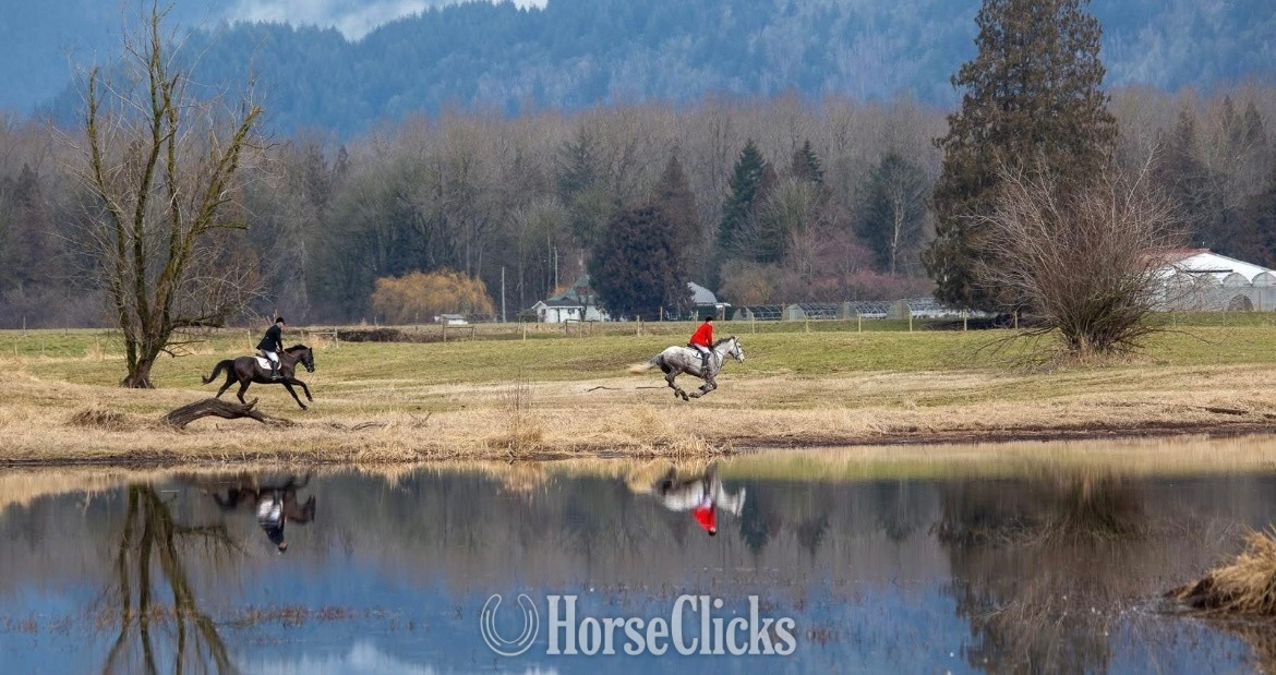 "Gratitude " Black Gelding Warmblood - Warmblood