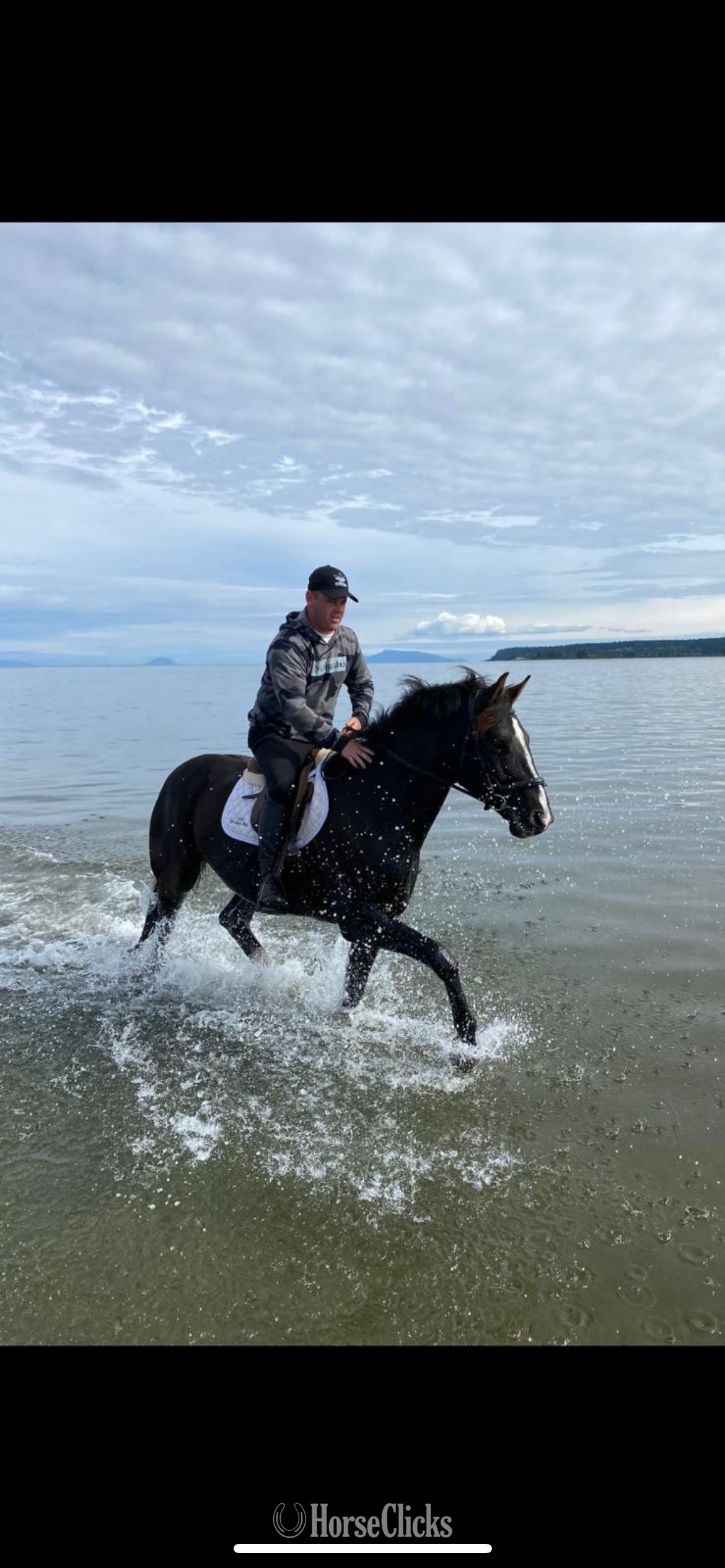 "Gratitude " Black Gelding Warmblood British Columbia
