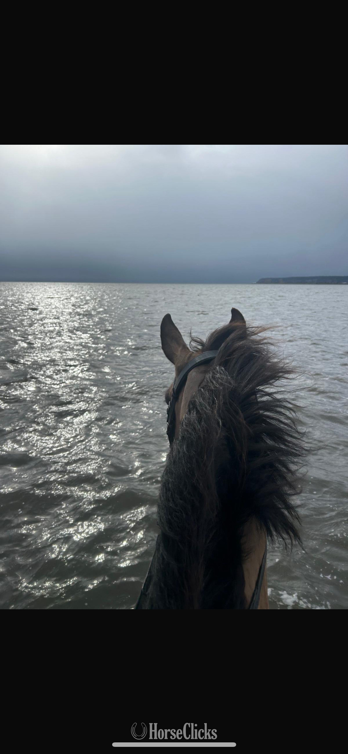 Warmblood - "Gratitude " Black Gelding Warmblood