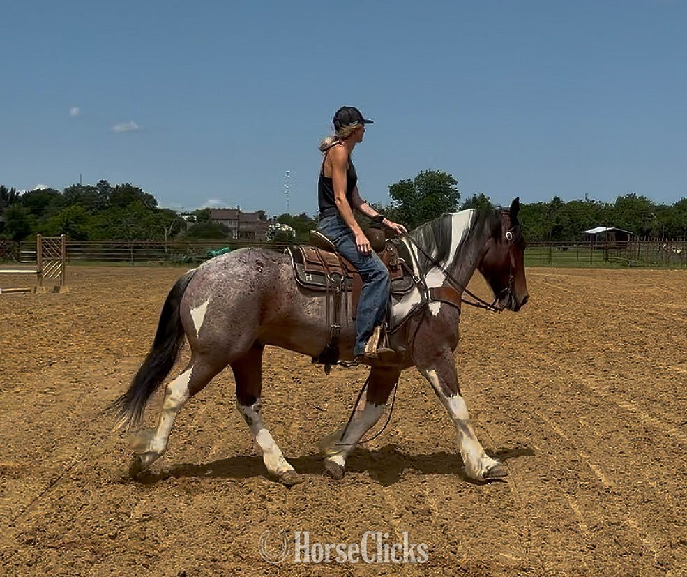 "Wilder " Pinto Gelding Draft