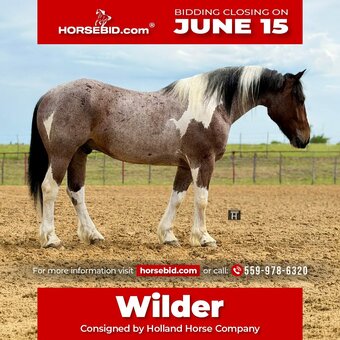 "Wilder " Pinto Gelding Draft