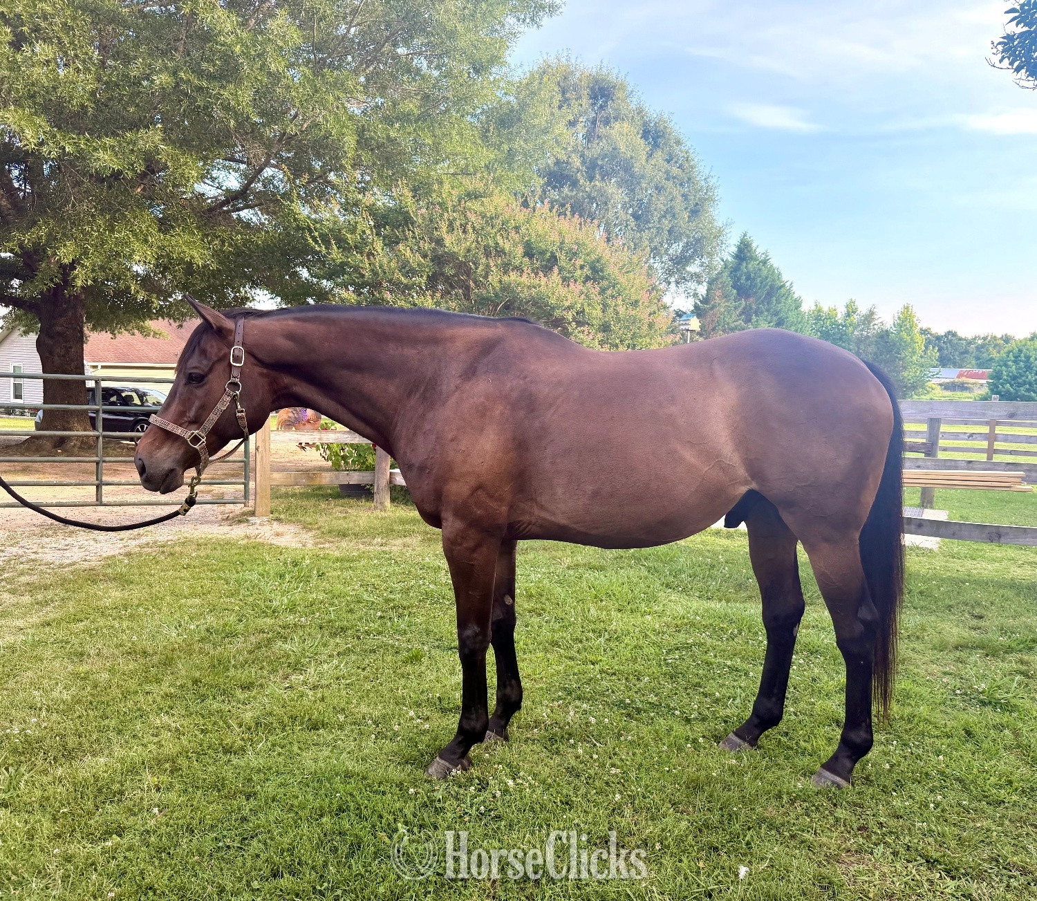 "Bentley" Bay Gelding Thoroughbred in North Carolina