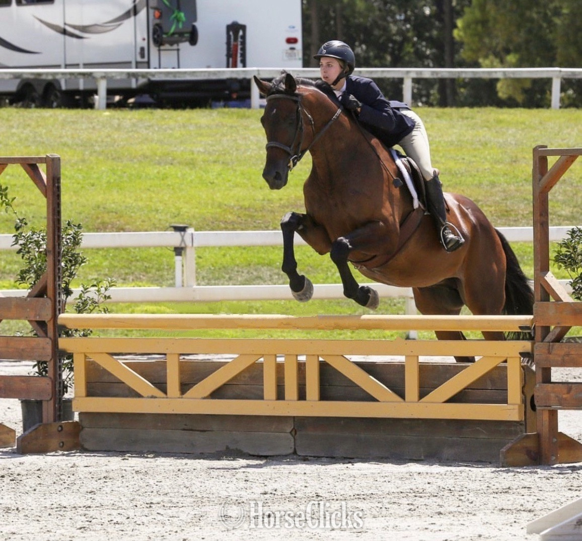 North Carolina "Bentley" Bay Gelding Thoroughbred