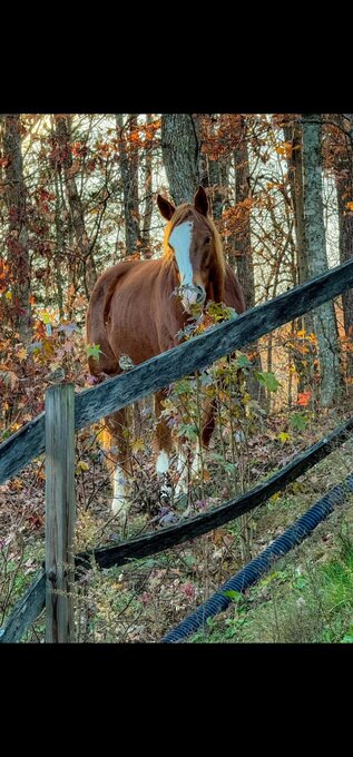 "slow down daddy" Sorrel Gelding Paint