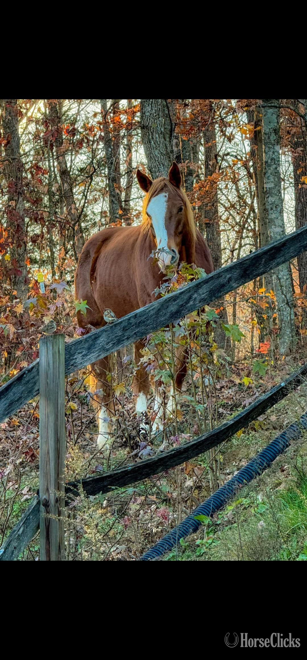 "slow down daddy" Sorrel Gelding Paint in Tennessee