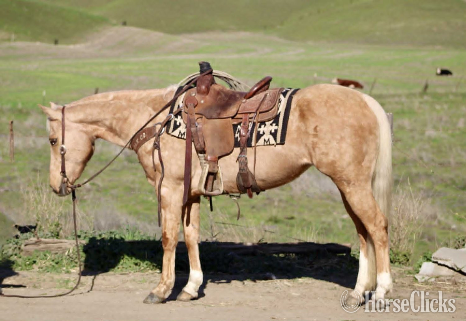 New Mexico "CADI" Palomino Mare Quarter Horse