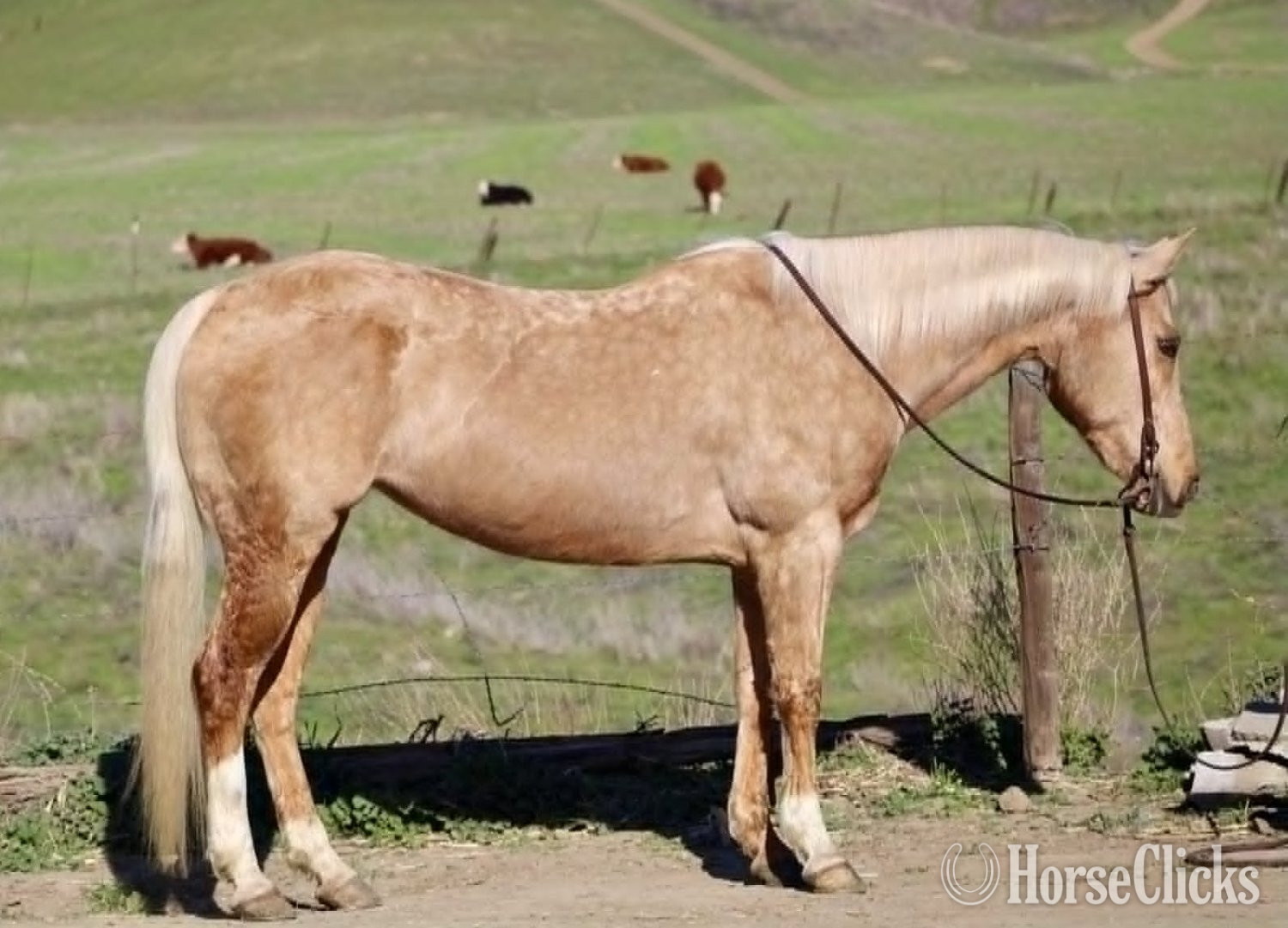 "CADI" Palomino Mare Quarter Horse in New Mexico
