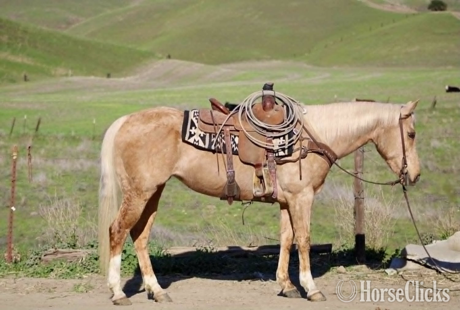 "CADI" Palomino Mare Quarter Horse - Quarter Horse in New Mexico