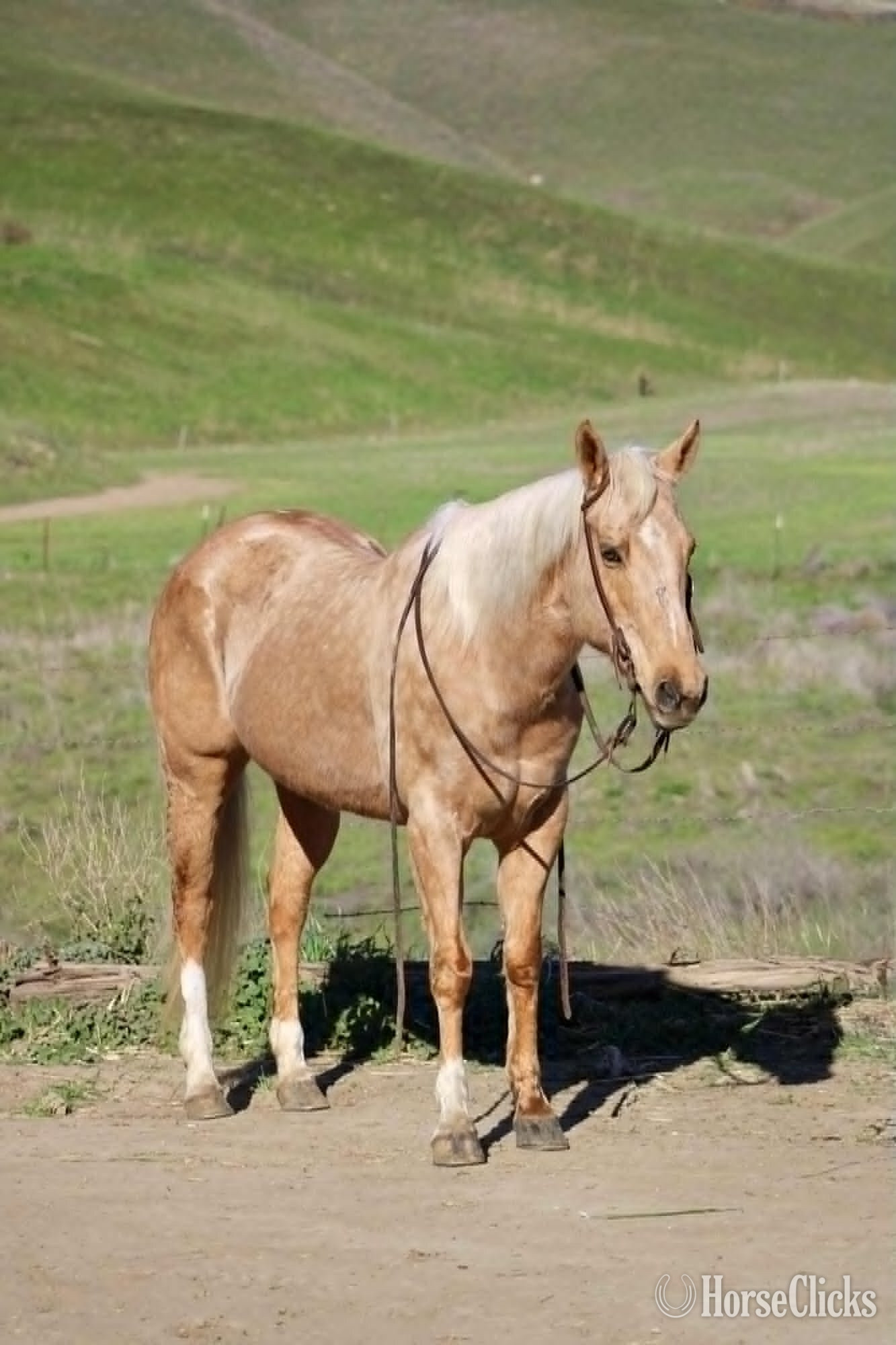 "CADI" Palomino Mare Quarter Horse New Mexico