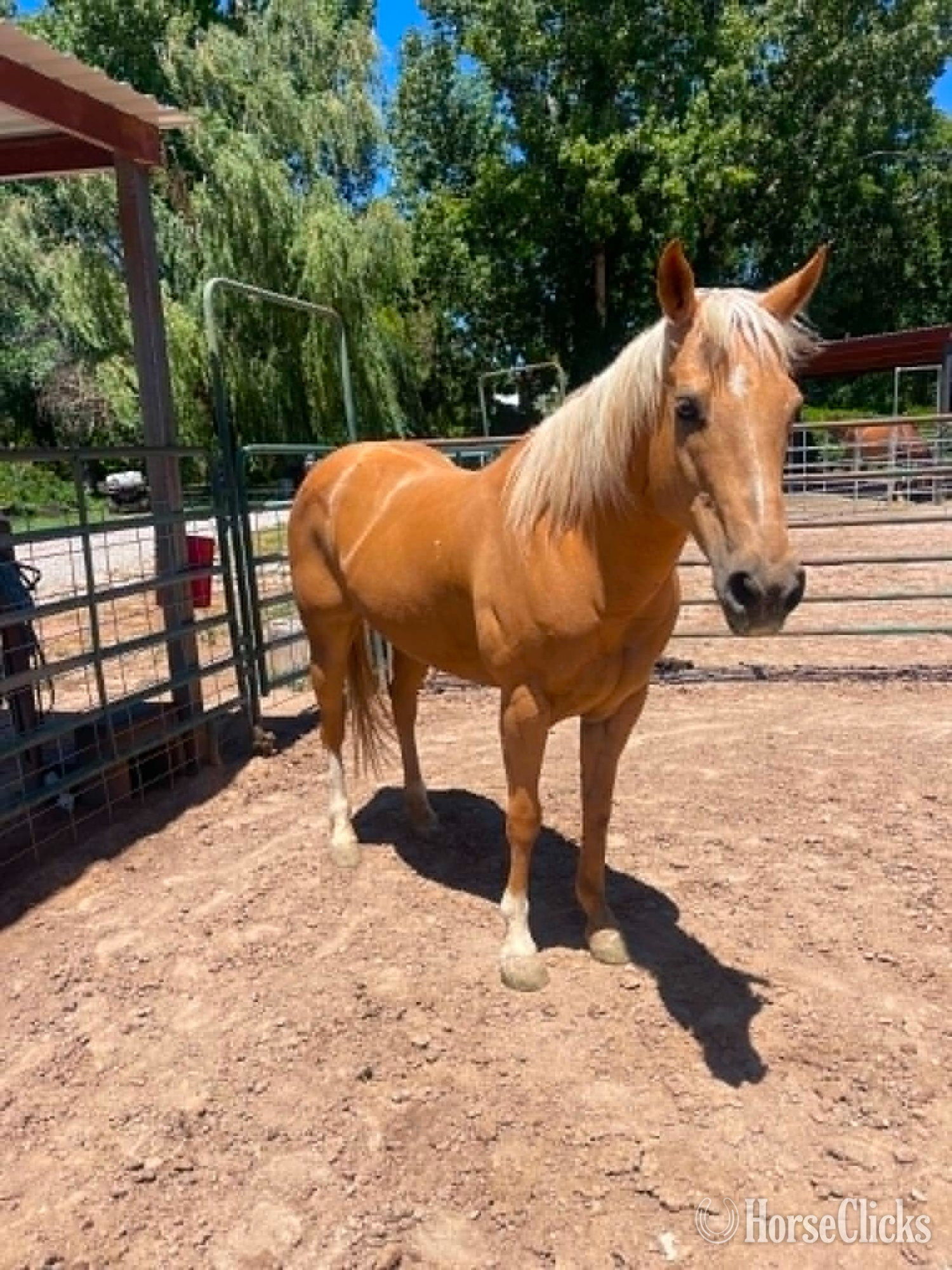 Quarter Horse - "CADI" Palomino Mare Quarter Horse in New Mexico