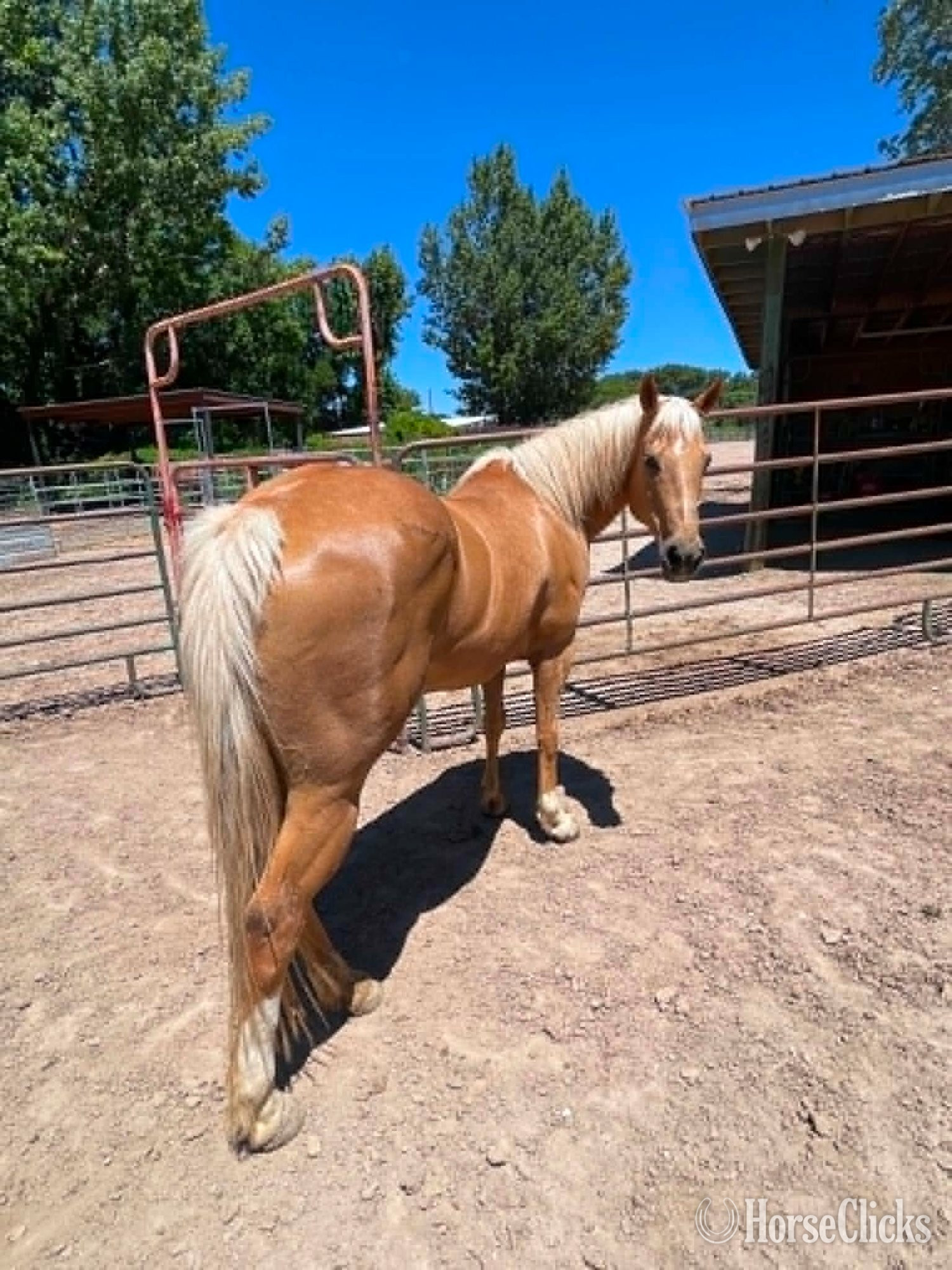 Quarter Horse - "CADI" Palomino Mare Quarter Horse