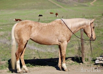"CADI" Palomino Mare Quarter Horse