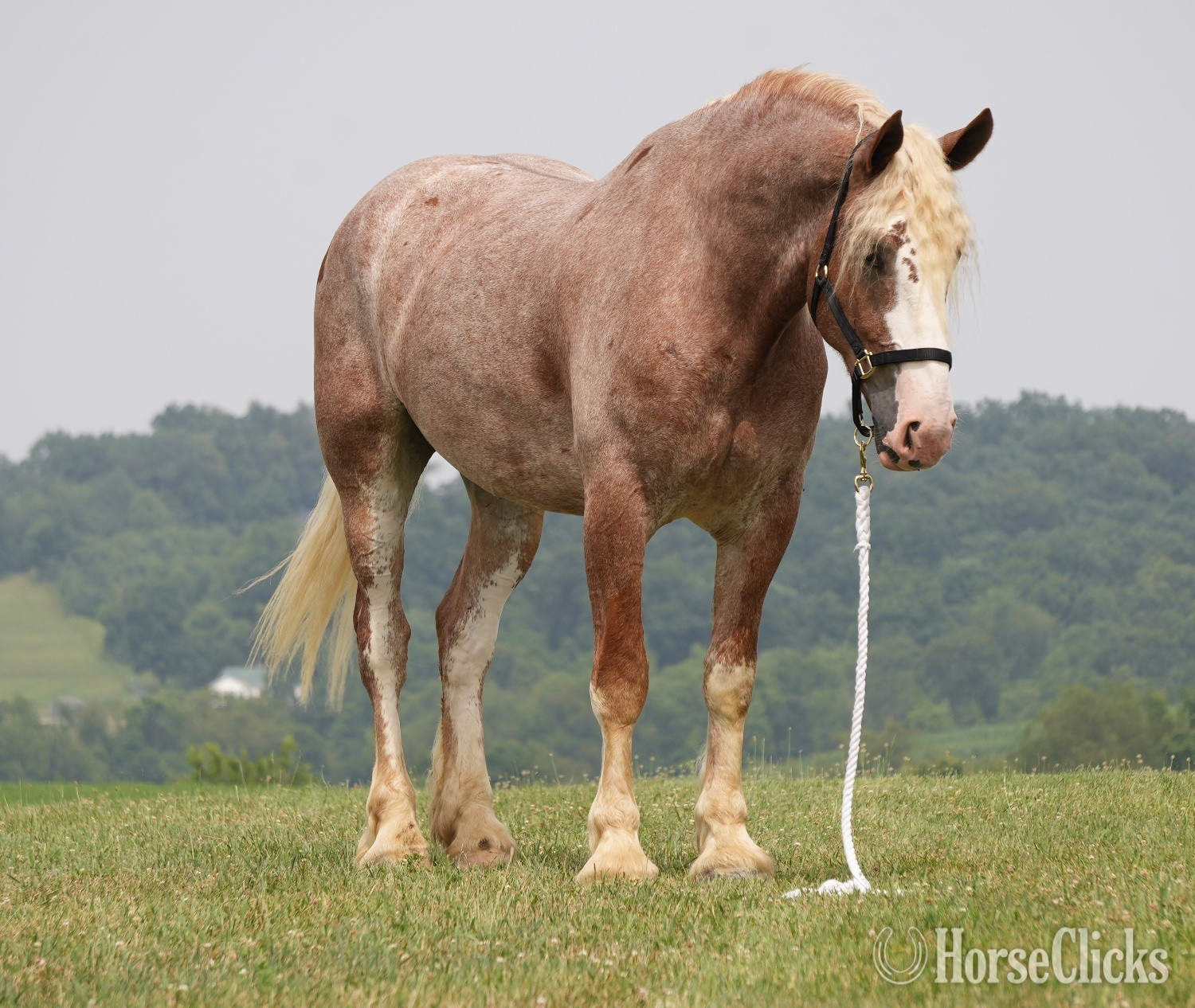 "Kingston " Roan Gelding Draft in Ohio