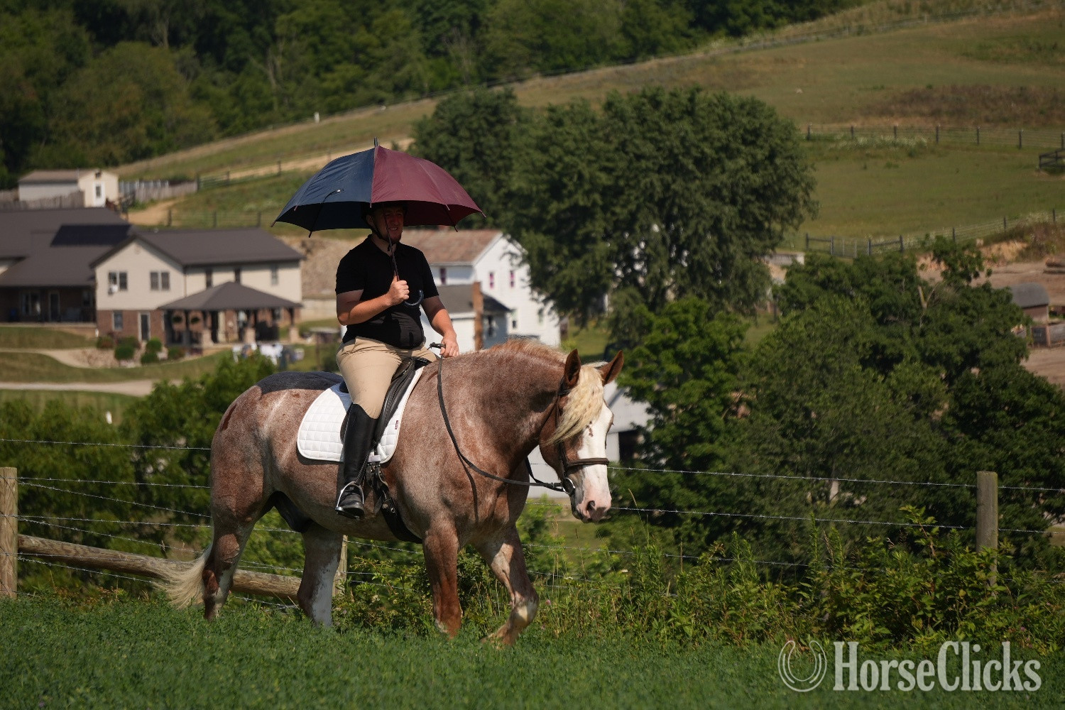 Ohio "Kingston " Roan Gelding Draft