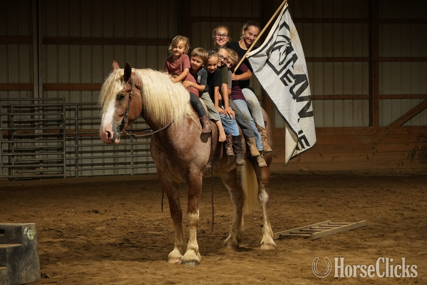 "Kingston " Roan Gelding Draft - Draft in Ohio