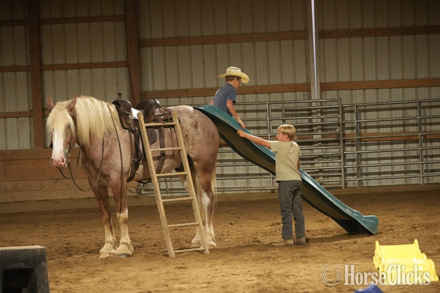 "Kingston " Roan Gelding Draft - Draft
