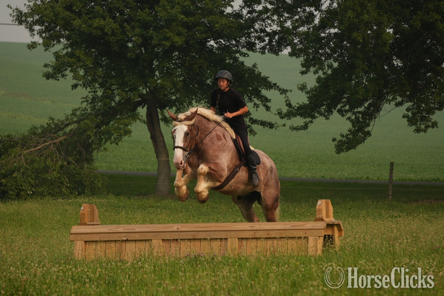 "Kingston " Roan Gelding Draft Ohio
