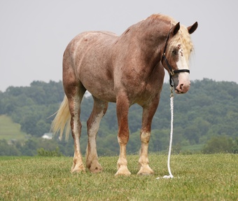 "Kingston " Roan Gelding Draft