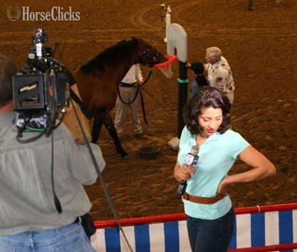 Bay 16hh Andalusian Stallion in Texas
