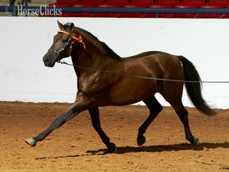 Bay 16hh Andalusian Stallion