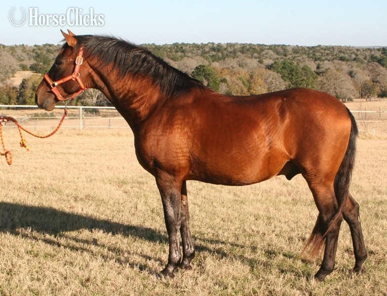 Texas Bay 16hh Andalusian Stallion